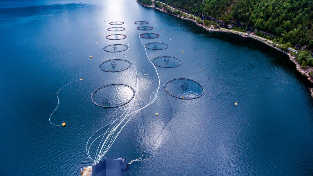 Aerbio's biggest target market is aquafeed for fish farming