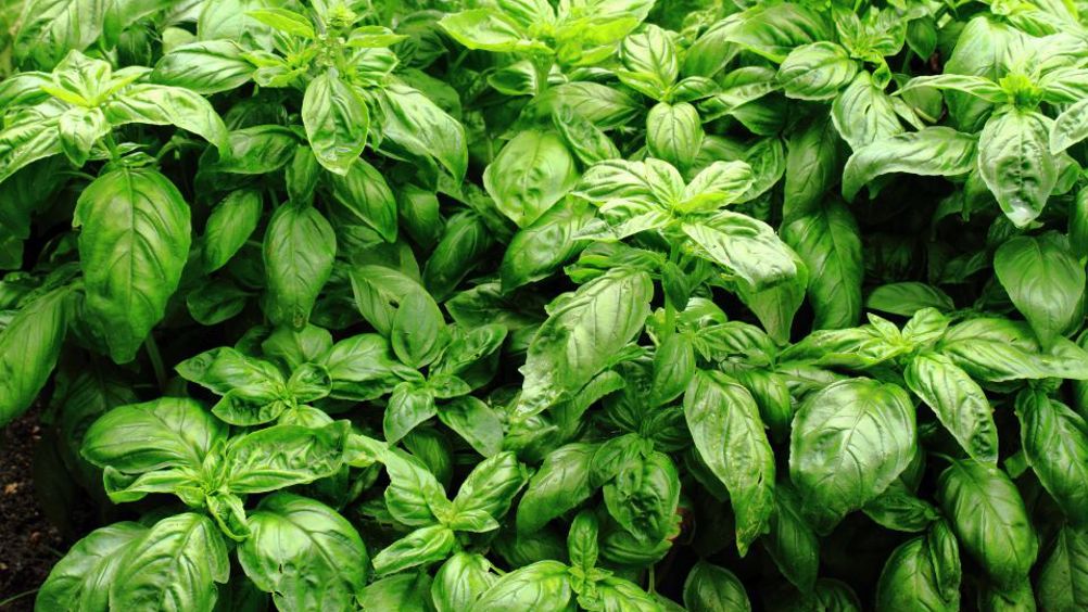 The new technology has shown it can increase in broadness of basil leaf