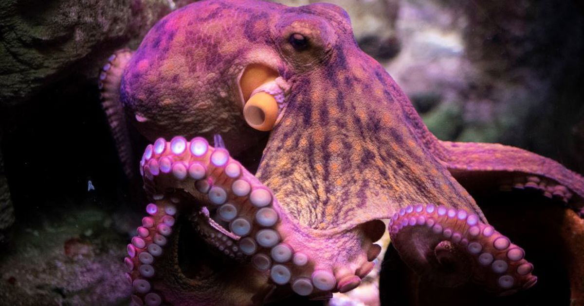 The Engineer - Cephalopods inspire artificial skin for bioelectronic ...