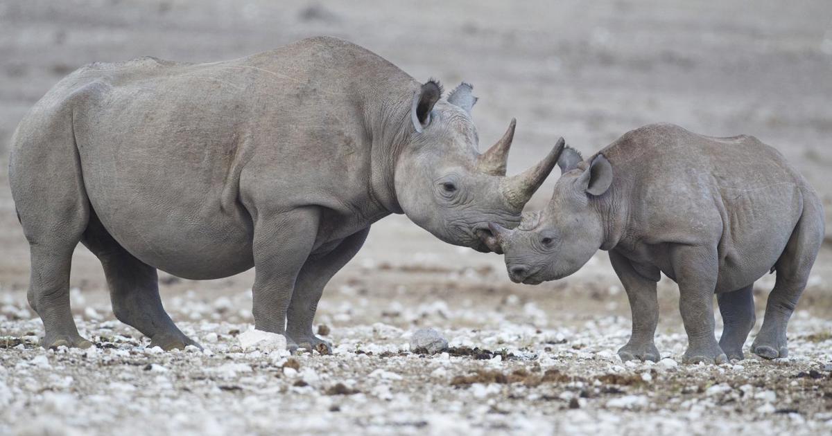 Tracking technology to help save black rhino from extinction