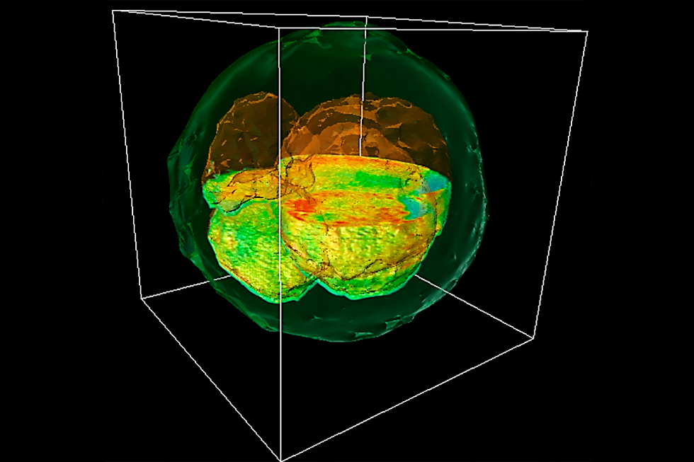 GLIM image of cow embryo (credit: Gabriel Popescu)