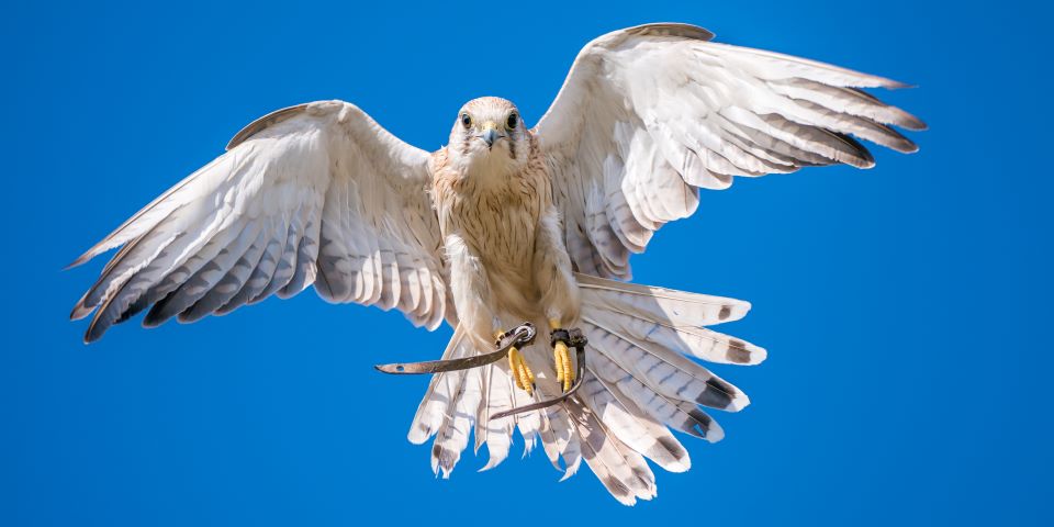 The Engineer – The flight stability of the kestrel could be helpful in the design of drones